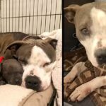 Devastated Pit Bull Finally Finds Love With Orphaned Puppy After Losing Her Own