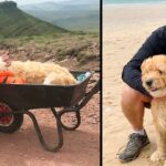 Devoted Dog Dad Takes Ill Labradoodle On A Final Mountain Hike In A Wheelbarrow To Say Goodbye