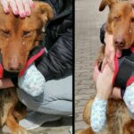 Disabled Puppy Cried A Lot After The First Time Being Cared For and Loved