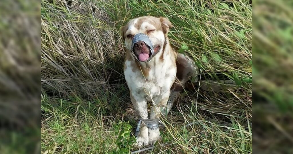 These Men Are overjoyed That They Found This Dog Whose Mouth Was Taped Shut.