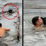 Diving Into A Frozen Lake To Rescue This Poor Dog