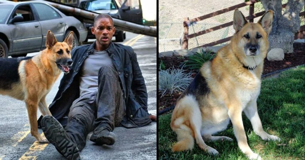 Do You Remember Abbey, The Dog From ‘I Am Legend’? She Is Now 13 And Still A Good Girl