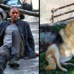 Do You Remember Abbey, The Dog From ‘I Am Legend’? She Is Now 13 And Still A Good Girl