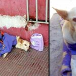 Dog abandoned on the road with a bag of diapers and a note…