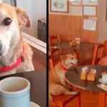 Dog adopted by a coffee shop sits with customers every day, try to keep them company