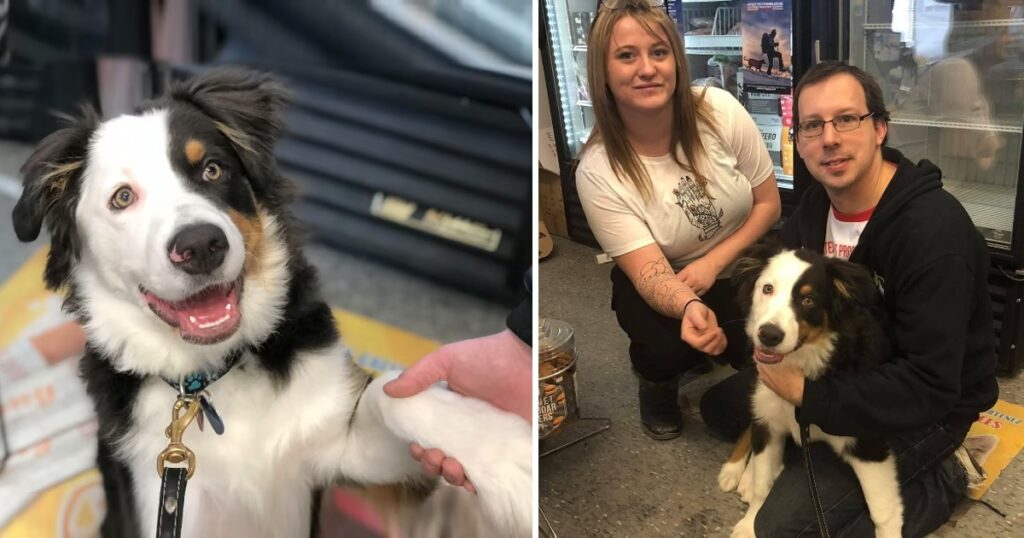 Dog alerts store owners that he doesn’t belong to couple he came in with and has been dognapped