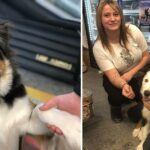 Dog alerts store owners that he doesn’t belong to couple he came in with and has been dognapped