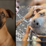 Dog Blinded Through Suspected Dogfighting Yearns For Cuddle Buddy & Loving