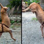 Dog Born Without Back Legs Has Learned To Balance On Front Legs Thanks To Her Kind Owner