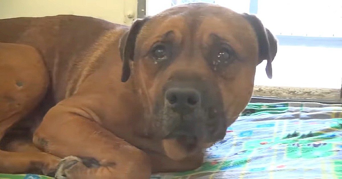 Heartbroken dog can’t stop crying after realizing he’s been abandoned and separated from his brother