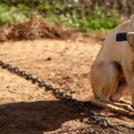 Dog chained his whole life is finally free