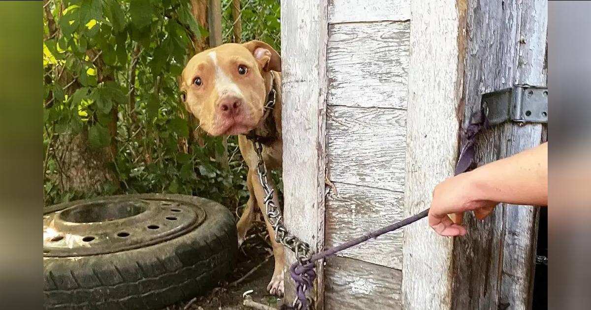 Dog Chained In Abandoned Backyard Can’t Believe He’s Finally Being Rescued