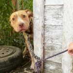 The dog, confined by chains in an abandoned backyard, can hardly believe that the long-awaited rescue is finally happening