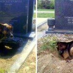 Dog Creates A Huge Hole Under A Grave, But It’s Not For Any Deceased Owner