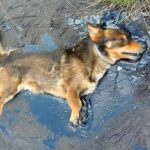 Dog Gathered All His Strength To Bark For Help After Being Trapped In Tar