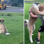 The School Bus Pulls Up, And The Dog Waits With Hugs Locked And Loaded
