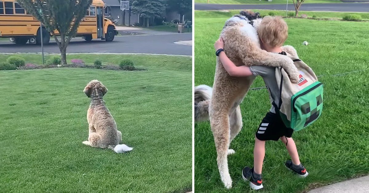 The School Bus Pulls Up, And The Dog Waits With Hugs Locked And Loaded