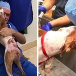 Dog Has Been Saved From Fatal Burns, Couldn’t Handle It When Sees His Vet Again