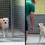 Dog in shelter for 270 days ‘jumps for joy’ when someone finally notices him