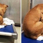 Dog Is Broken After His Adoption Falls Through, So He Stares At A Wall All Day