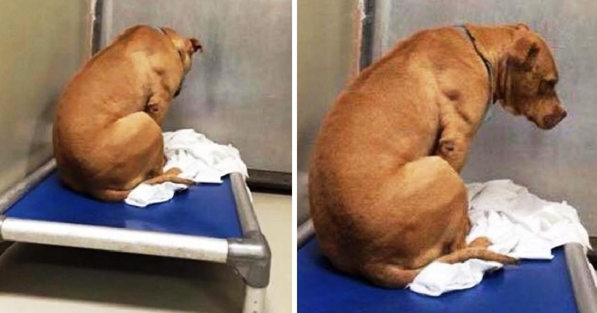 Dog Is Broken After His Adoption Falls Through, So He Stares At A Wall All Day