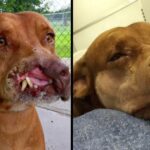 Dog Missing Part Of Face Was Left For Abandoned By Owners, But A Life-Changing A Second