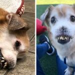 The Sick Dog With No Nose, Broken Teeth Is Probably The Most Miserable Dog In The World