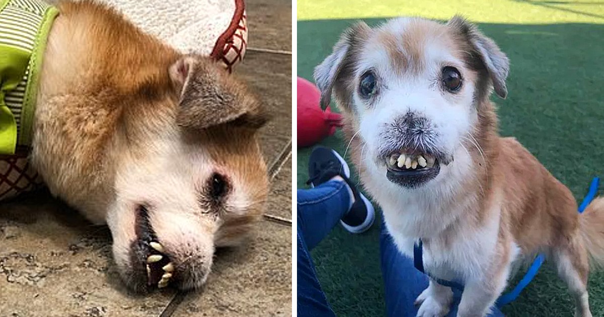 The Sick Dog With No Nose, Broken Teeth Is Probably The Most Miserable Dog In The World