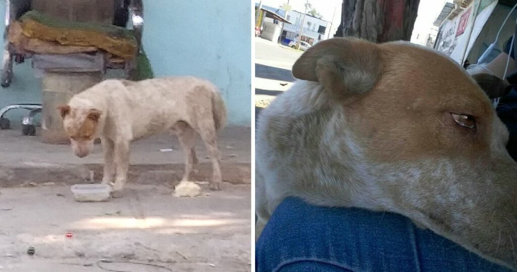 Puppy that only had its owner in this life waits for him every day without knowing that he will not return