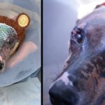 Dog receives fish skin treatment to help heal his severe burns