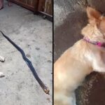 Dog Risks His Life Biting Poisonous Snake to save His Owner and Smiles Innocently Before ‘Leaving Life’