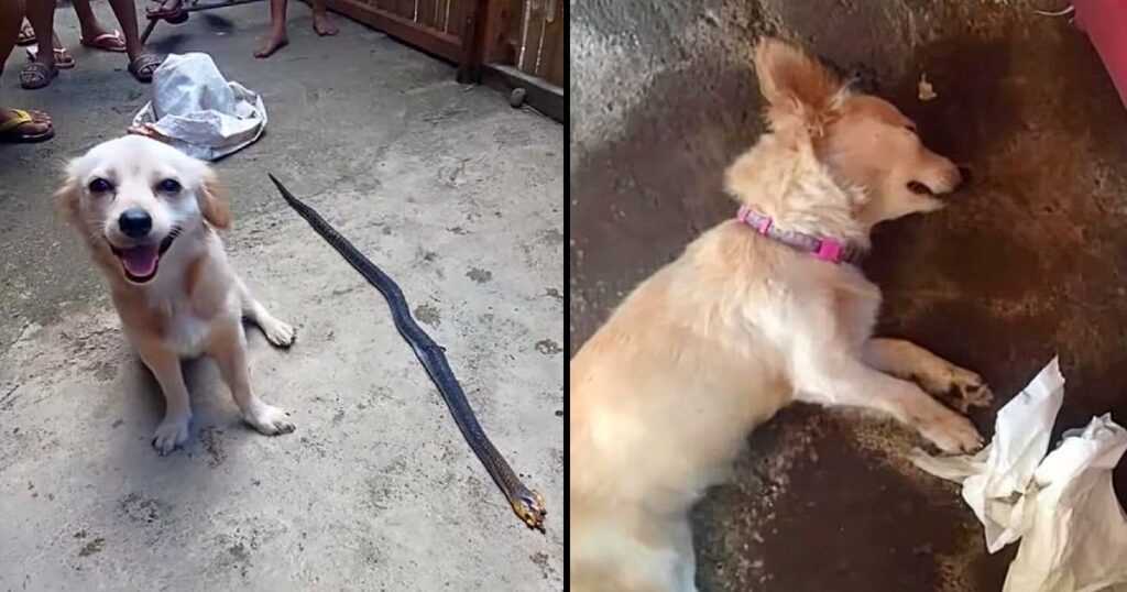 Heroic Dog Bites Poisonous Snake to Save Owner, Smiles Innocently Before Leaving Life