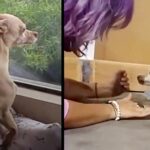 Dog Runs Away From Forever Home All Because He Misses His Foster Mom Too Much