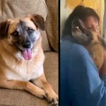 Dog Runs Away From New Family And Takes A 97-Day Trip On Her Own To Reunite With Her Foster Mom