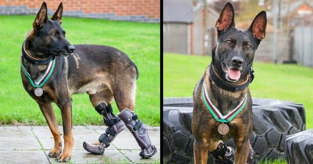 Prosthetic Paws of Bravery: Surviving Gunfire, Saving Lives, and Receiving the Highest Animal Honor – A True Inspiration.