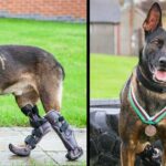 Prosthetic Paws of Bravery: Surviving Gunfire, Saving Lives, and Receiving the Highest Animal Honor – A True Inspiration.