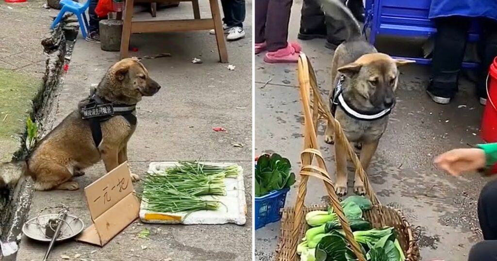 Heartwarming Story of a Market Dog Selling Vegetables to Support its Owner, Touching Millions