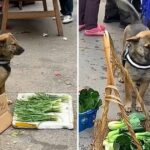 Heartwarming Story of a Market Dog Selling Vegetables to Support its Owner, Touching Millions