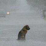 Dog Shaking In The Rain And Abandoned Was Too Sad To Move