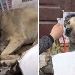 Dog Spent Her Entire Life On The Streets Until One Tourist Finally Saw Her