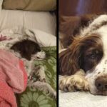 Dog Suffers 2 Strokes & Can No Longer Climb Stairs So Family Take Turns Sleeping With Him Downstairs