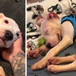 Puppy Dumped In Right Lane Of Busy Interstate Sleeps Smiling In His Bed