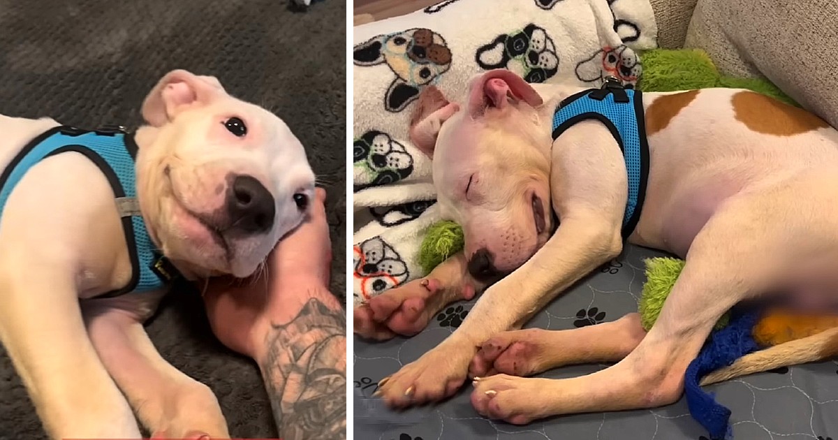 Puppy Dumped In Right Lane Of Busy Interstate Sleeps Smiling In His Bed