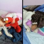 Dog That Nobody Wanted Saves The Life Of A Girl With Epilepsy Every Day