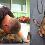 Dog Thrown From A Balcony Gets New Lease Of Life As Veteran’s Service Dog