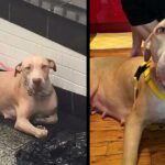 Dog Tied And Dumρed In Subway Looks At Commuters Wishing Someone Will Help Her