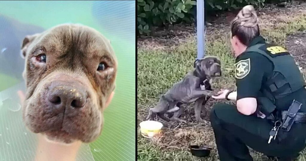 An abandoned dog, tied to a post in the wild grass, desperately cries out for help as a policeman approaches