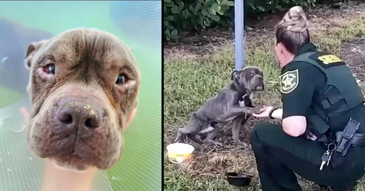 An abandoned dog, tied to a post in the wild grass, desperately cries out for help as a policeman approaches