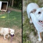 Dog Tied Up With Only A Broken Box For Shelter Is So Happy Someone Stopped To Help