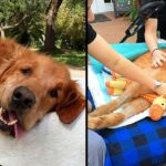 Dog Too Sick To Sit Is Given A Final Ride Around Town, Makes A Miraculous Recovery